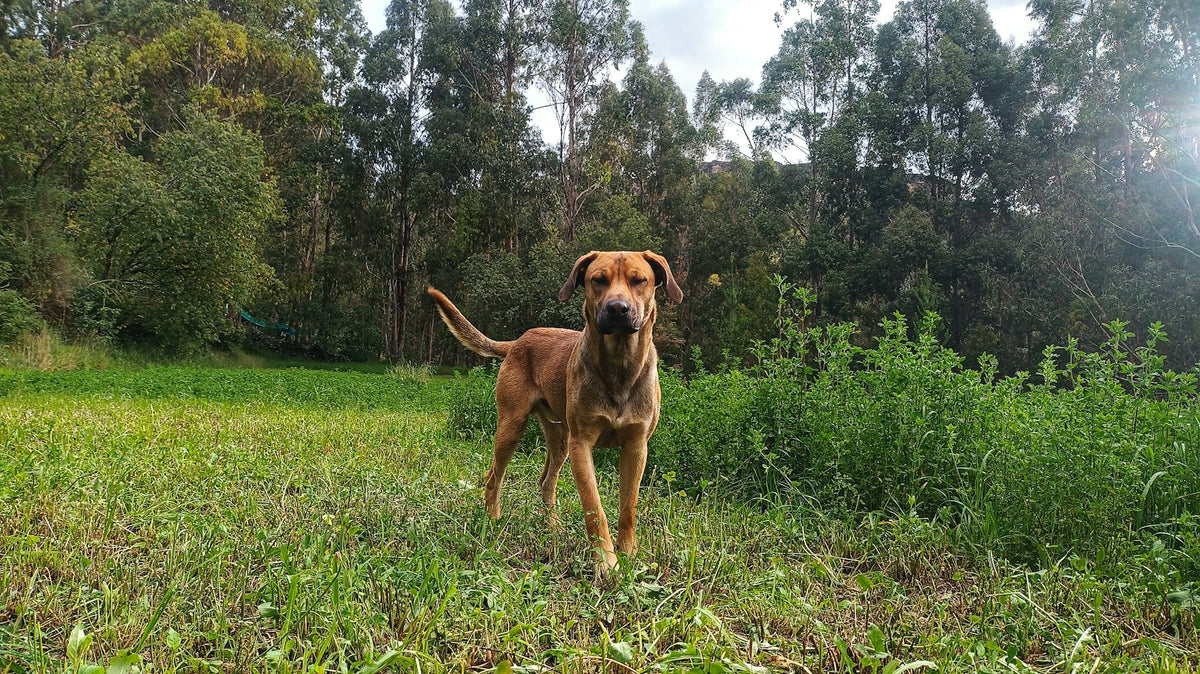 An adult tan dog standing in a grassy clearing at the edge of woodland.