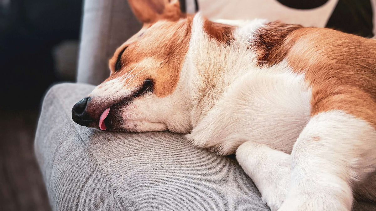 Pet Anxiety Affects 80% of Pets. How to Help