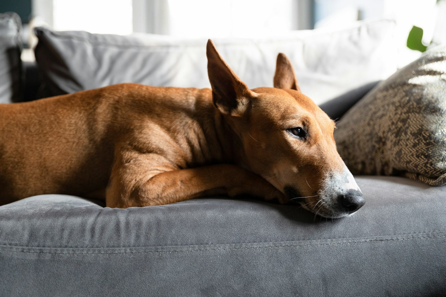 An adult brown bull terrier resting its head on a grey sofa cushion.