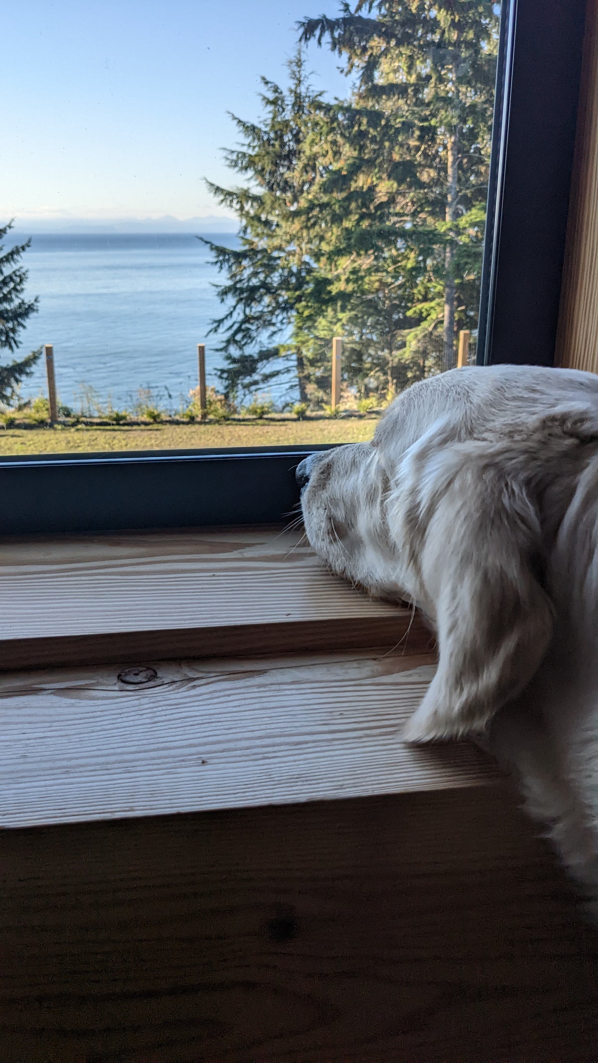 a wagging tail greeting you at the door...