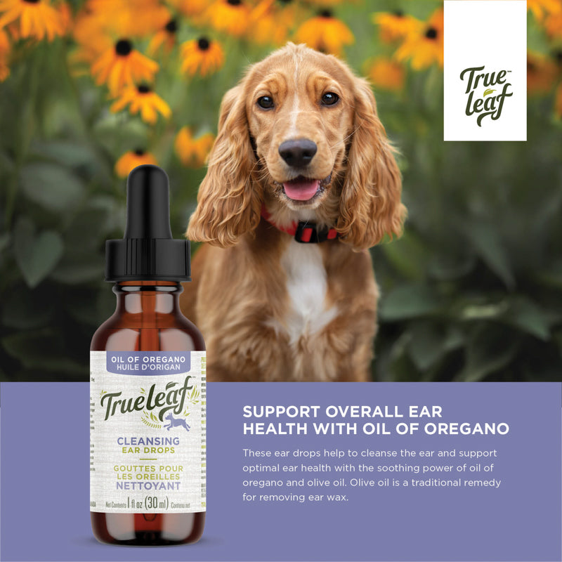 Olive oil ear 2025 drops for dogs