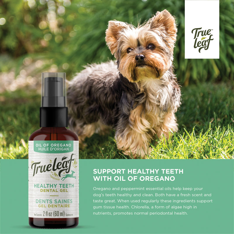 Oregano oil for sales dogs teeth